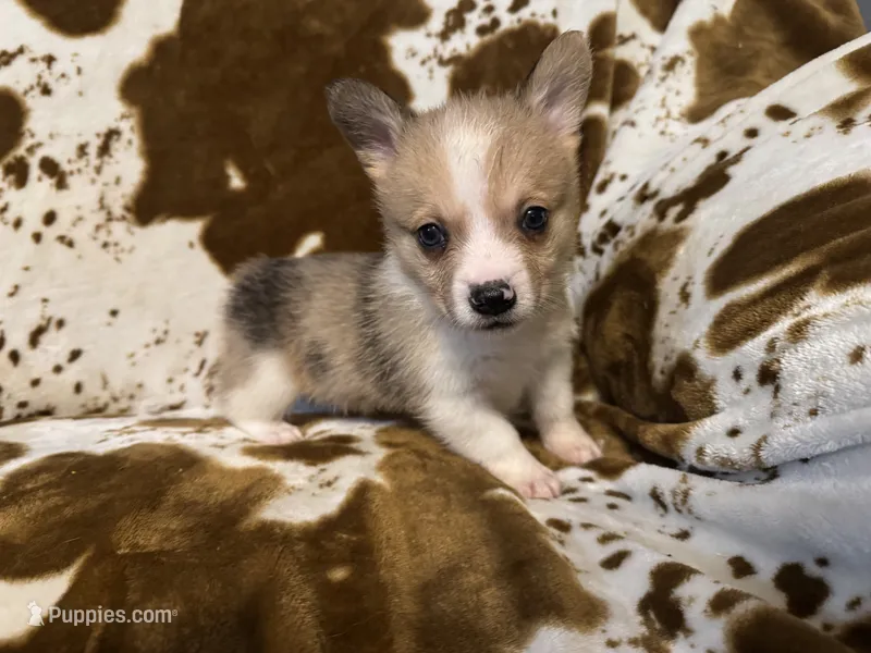 Colt – Pembroke Welsh Corgi puppy for sale in Thayer, MO