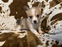 Colt, a male Pembroke Welsh Corgi for sale in Thayer, MO – 1 of 2