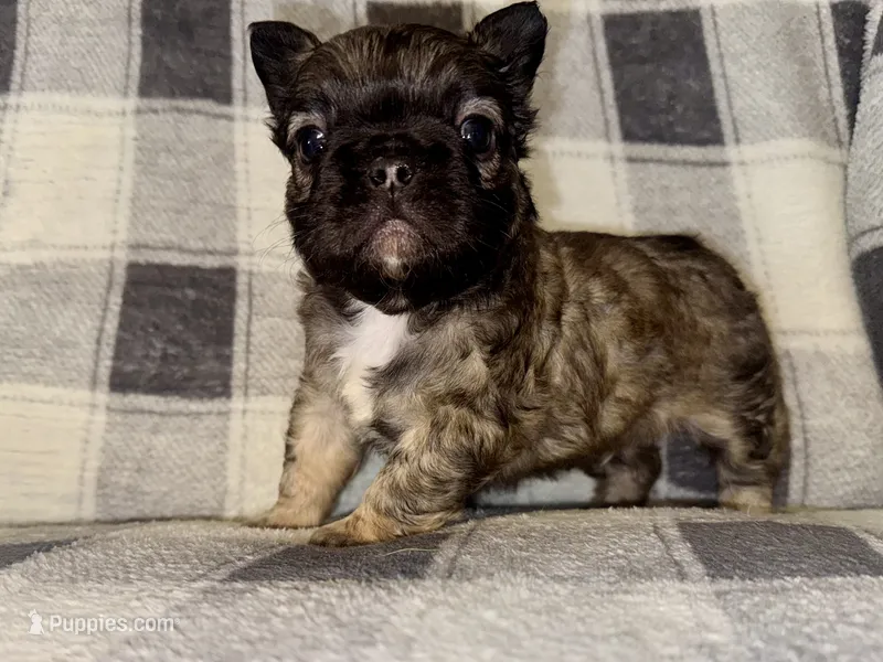 Canyon  – French Bulldog puppy for sale in Thayer, MO