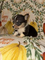 Casey, a male Pembroke Welsh Corgi for sale in Thayer, MO – 1 of 4