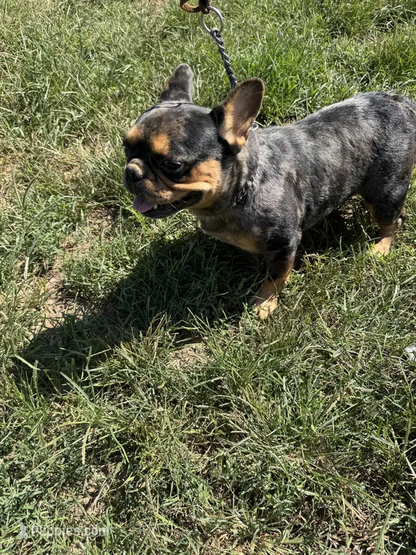 Tooltime Frenchies Reece – French Bulldog puppy for sale in Thayer, MO
