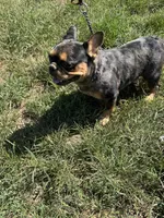 Tooltime Frenchies Reece, a female French Bulldog for sale in Thayer, MO – 1 of 3
