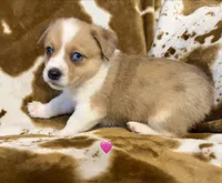 Sage, a female Pembroke Welsh Corgi for sale in Thayer, MO – 2 of 2