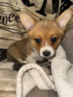 June, a female Pembroke Welsh Corgi for sale in Thayer, MO – 2 of 3