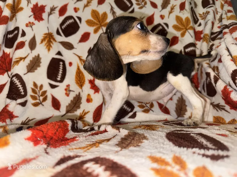 Tri MALE beagle – Beagle puppy for sale in Thayer, MO