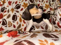 Tri MALE beagle, a male Beagle for sale in Thayer, MO – 1 of 3