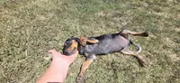 Backwoods Male, a male Beagle for sale in Thayer, MO – 3 of 4