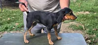 Backwoods Female, a female Beagle for sale in Thayer, MO – 3 of 3