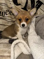 June, a female Pembroke Welsh Corgi for sale in Thayer, MO – 3 of 3