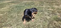 Backwoods Male, a male Beagle for sale in Thayer, MO – 4 of 4