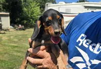 Backwoods Female, a female Beagle for sale in Thayer, MO – 4 of 4