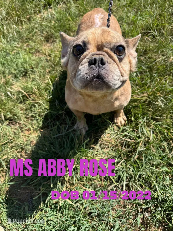 MS ABBY ROSE – French Bulldog puppy for sale in Thayer, MO