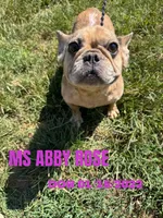 MS ABBY ROSE, a female French Bulldog for sale in Thayer, MO – 1 of 1