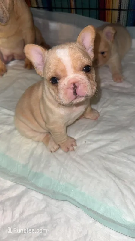 Cream Male – French Bulldog puppy for sale in Thayer, MO