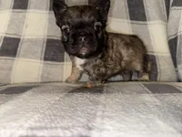 Canyon , a male French Bulldog for sale in Thayer, MO – 3 of 3