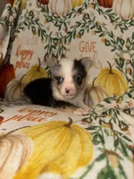 Maddie, a female Pembroke Welsh Corgi for sale in Thayer, MO – 1 of 4