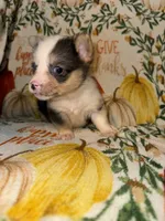 Maddie, a female Pembroke Welsh Corgi for sale in Thayer, MO – 4 of 4