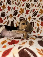 Blue male beagle, a male Beagle for sale in Thayer, MO – 3 of 3