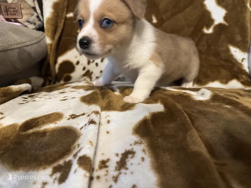 Sage – Pembroke Welsh Corgi puppy for sale in Thayer, MO