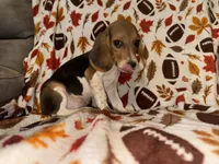 Beagle female, a female Beagle for sale in Thayer, MO – 3 of 3