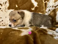 June, a female Pembroke Welsh Corgi for sale in Thayer, MO – 2 of 2