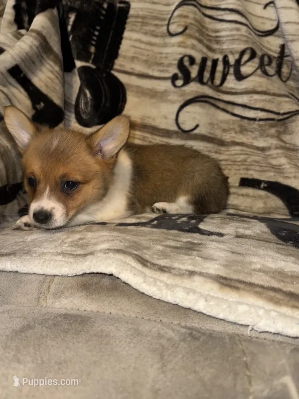 June – Pembroke Welsh Corgi puppy for sale in Thayer, MO