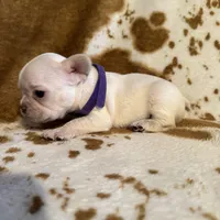 Female 2, a female French Bulldog for sale in Thayer, MO – 2 of 5