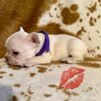 Female 2, a female French Bulldog for sale in Thayer, MO – 1 of 5