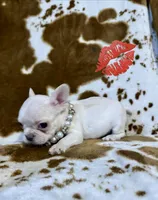 Female 2, a female French Bulldog for sale in Thayer, MO – 5 of 5