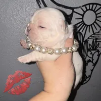 Female 2, a female French Bulldog for sale in Thayer, MO – 3 of 5