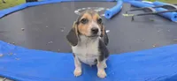 Ranger, a female Beagle for sale in Thayer, MO – Photo 2 of 4