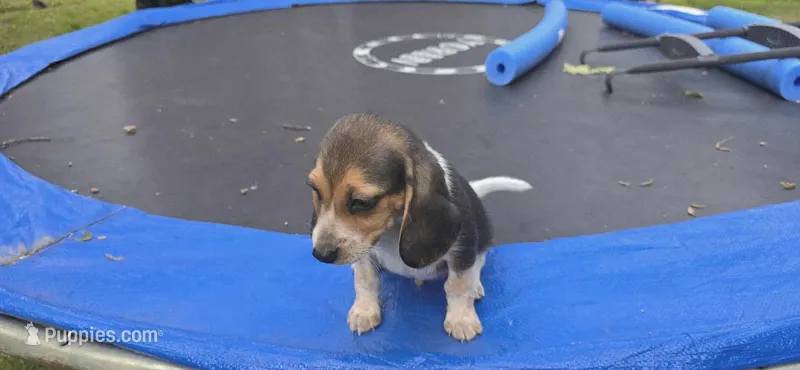 Ranger – Beagle puppy for sale in Thayer, MO