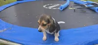 Ranger, a female Beagle for sale in Thayer, MO – Photo 1 of 4