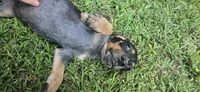 Backwoods Male, a male Beagle for sale in Thayer, MO – 2 of 4