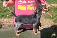Backwoods Male, a male Beagle for sale in Thayer, MO – 2 of 2