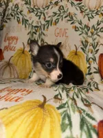 Casey, a male Pembroke Welsh Corgi for sale in Thayer, MO – 2 of 4