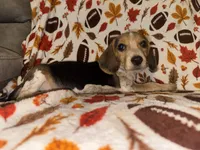 Blue male beagle, a male Beagle for sale in Thayer, MO – 2 of 3