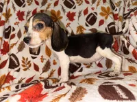 Tri MALE beagle, a male Beagle for sale in Thayer, MO – 2 of 3