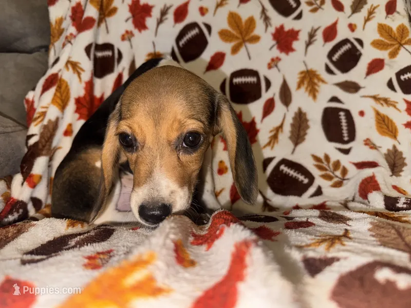 Beagle female – Beagle puppy for sale in Thayer, MO