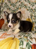 Malibu, a female Pembroke Welsh Corgi for sale in Thayer, MO – 4 of 4