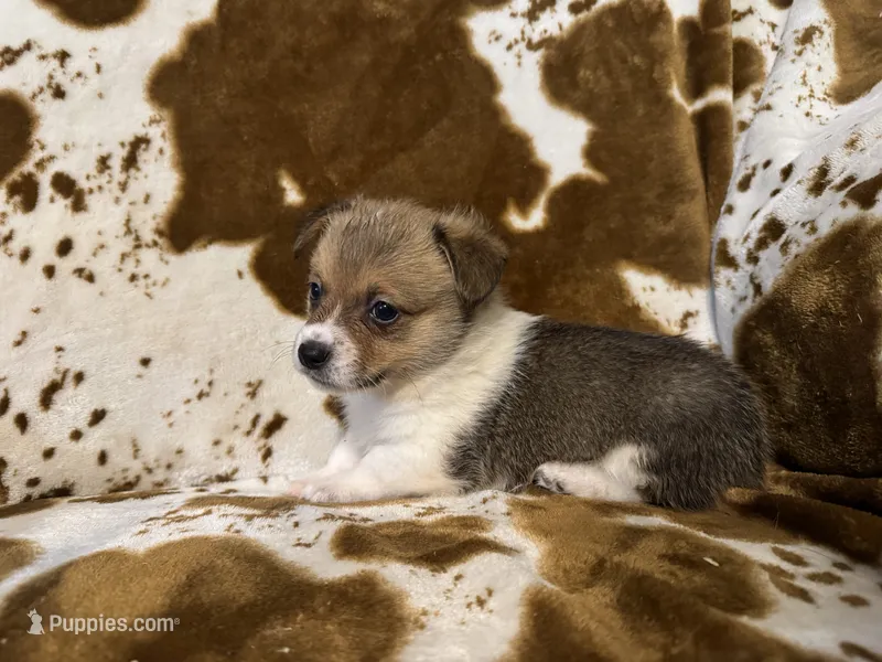June – Pembroke Welsh Corgi puppy for sale in Thayer, MO