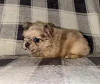 Delilah, a female French Bulldog for sale in Thayer, MO – 3 of 3