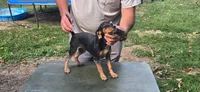 Backwoods Female, a female Beagle for sale in Thayer, MO – 2 of 3