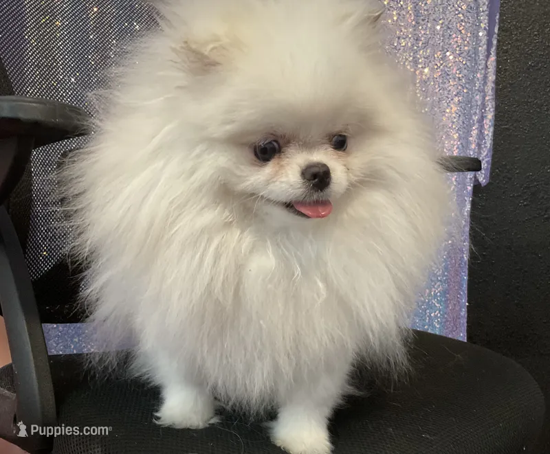 Sophie  – Pomeranian puppy for sale in Las Vegas, NV