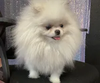 Sophie , a female Pomeranian for sale in Las Vegas, NV – 1 of 8