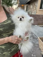 Sophie , a female Pomeranian for sale in Las Vegas, NV – 8 of 8
