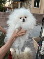 Sophie , a female Pomeranian for sale in Las Vegas, NV – 5 of 8
