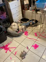 Sophie , a female Pomeranian for sale in Las Vegas, NV – 3 of 8