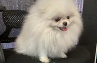 Sophie , a female Pomeranian for sale in Las Vegas, NV – 2 of 8