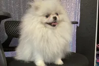 Sophie , a female Pomeranian for sale in Las Vegas, NV – 6 of 8